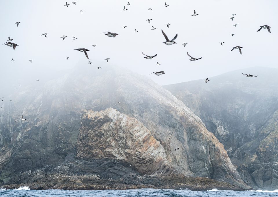 Triangle Island Ryan Tidman seabirds