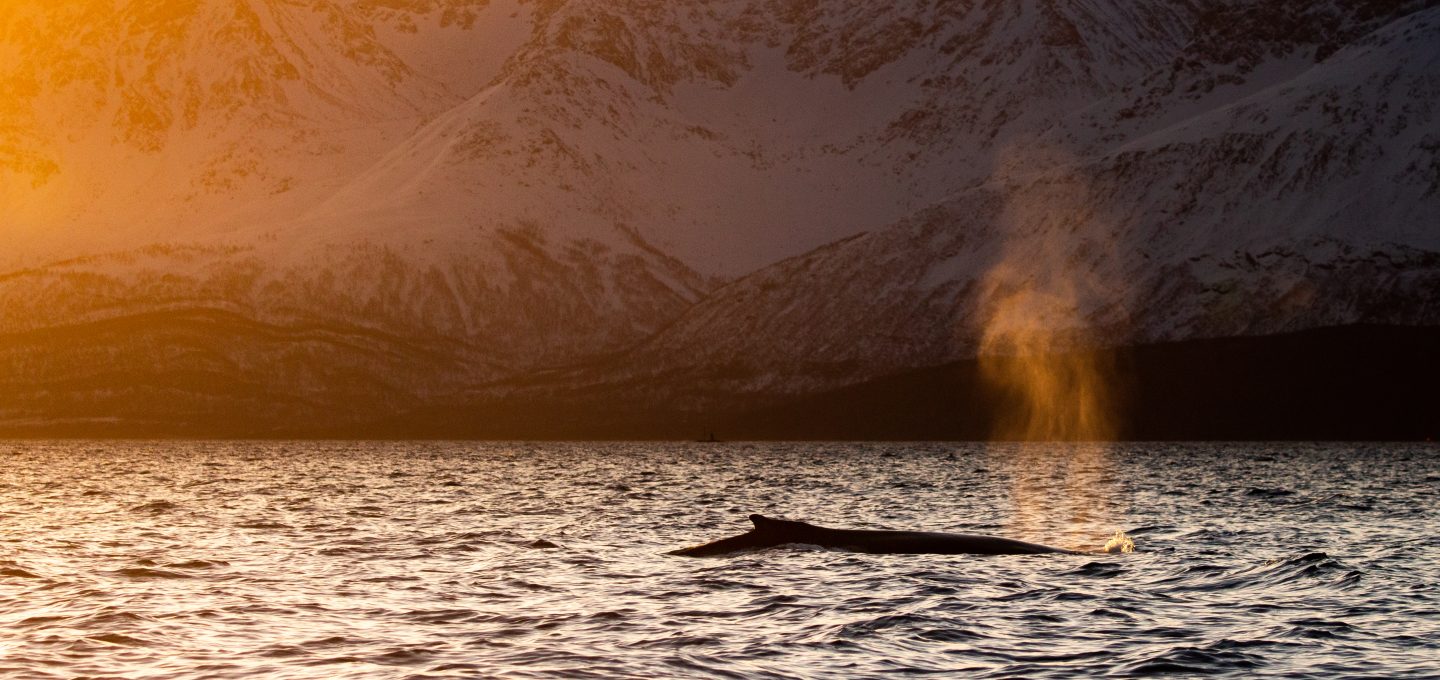 whale watching Norway covid 2020 fjords