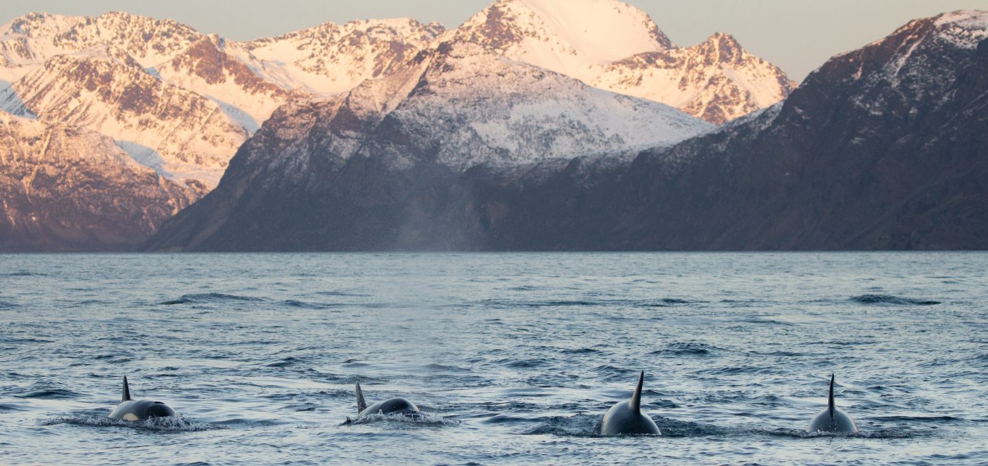 whale watching Norway covid 2020 pod