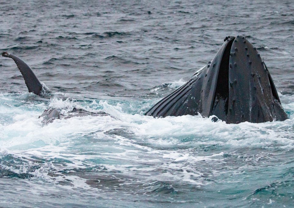 whale watching Norway covid 2020 humpback