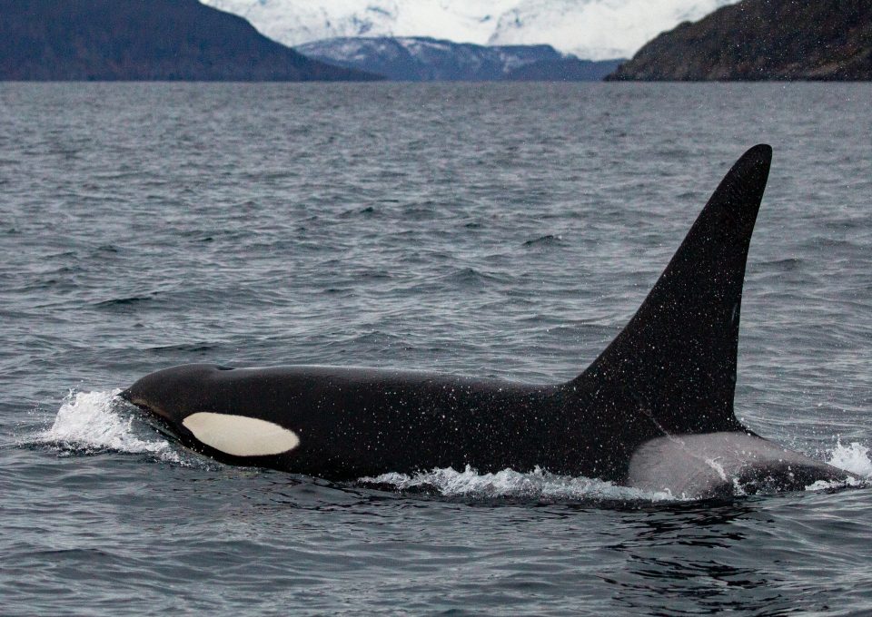 whale watching Norway covid 2020 orca