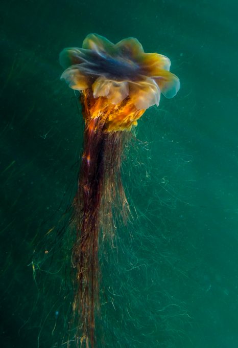 kelp forest salish sea lions mane
