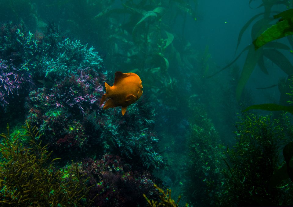 kelp forest salish sea marine life