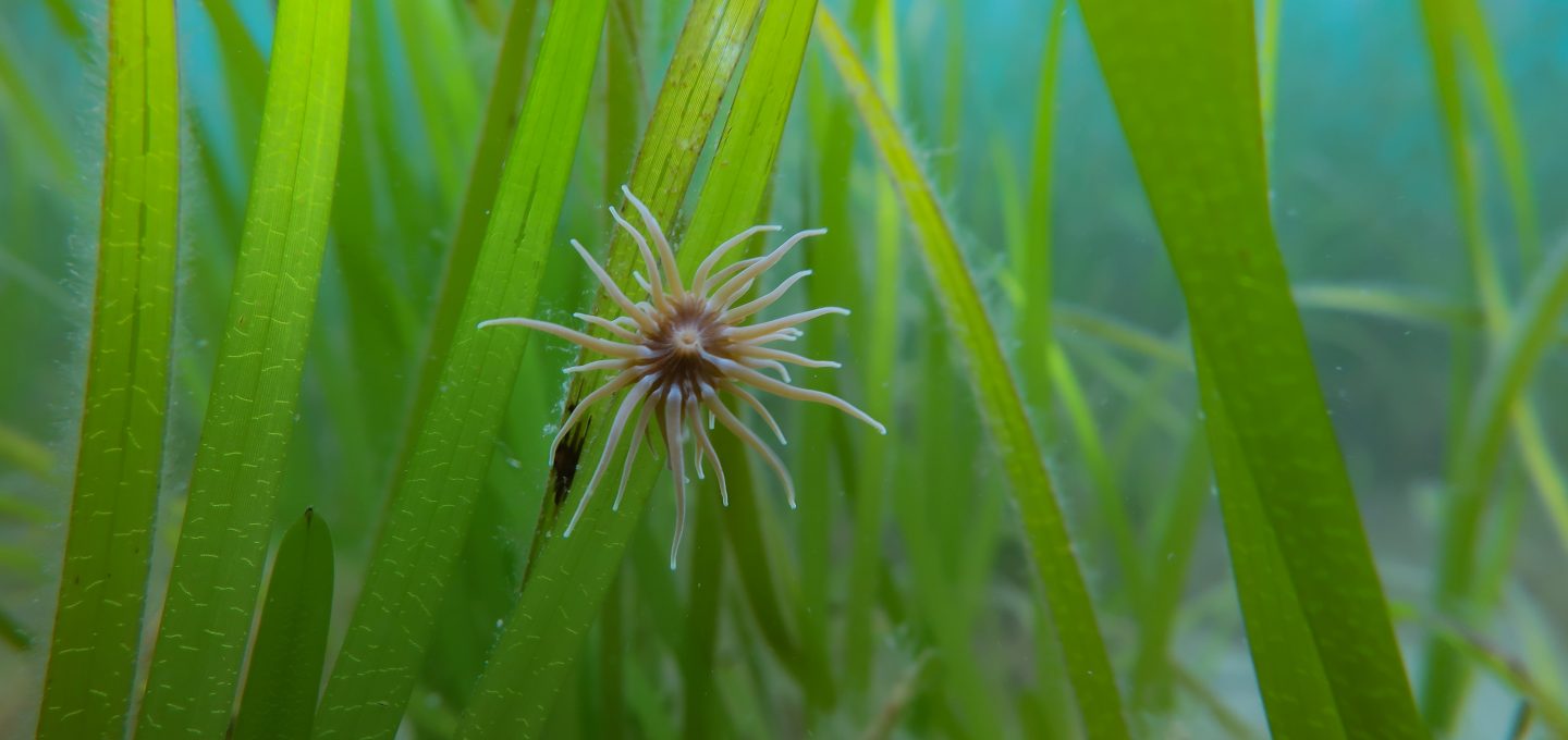 snakelocks anenome