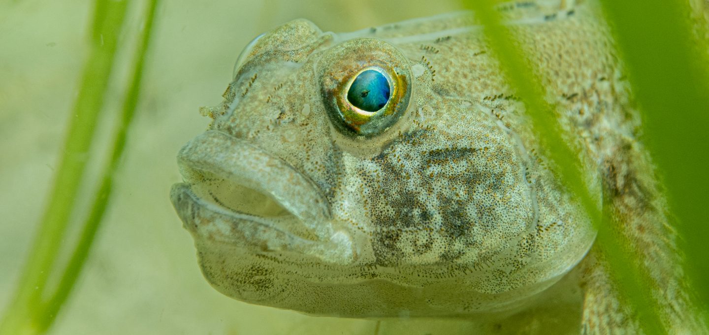 UK seagrasses black goby
