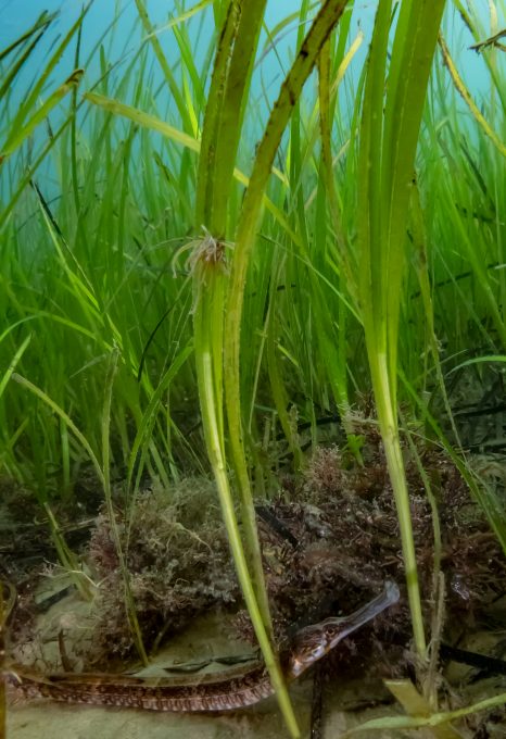 UK seagrasses plymouth