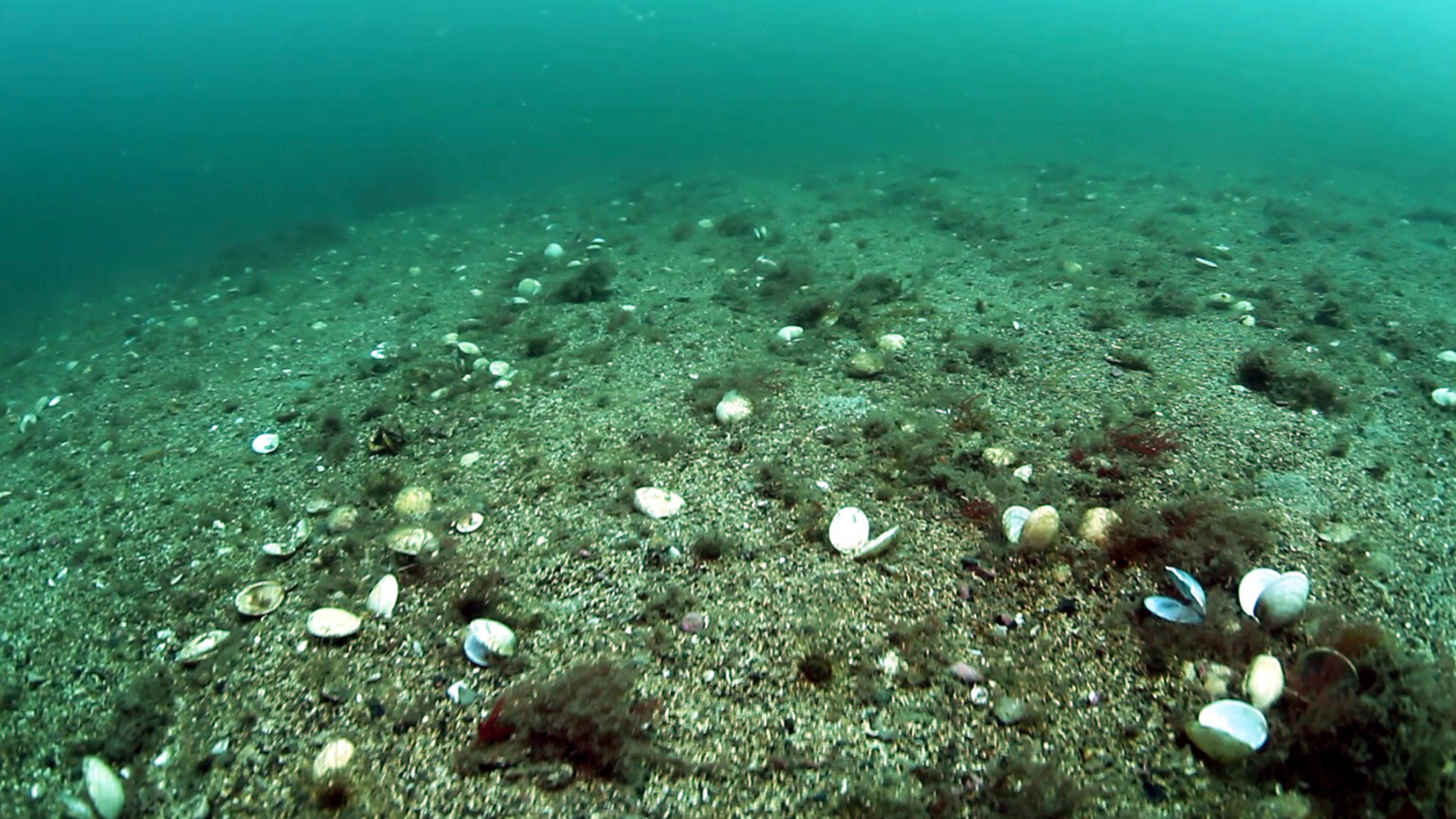 bottom trawling UK waters marine conservation society