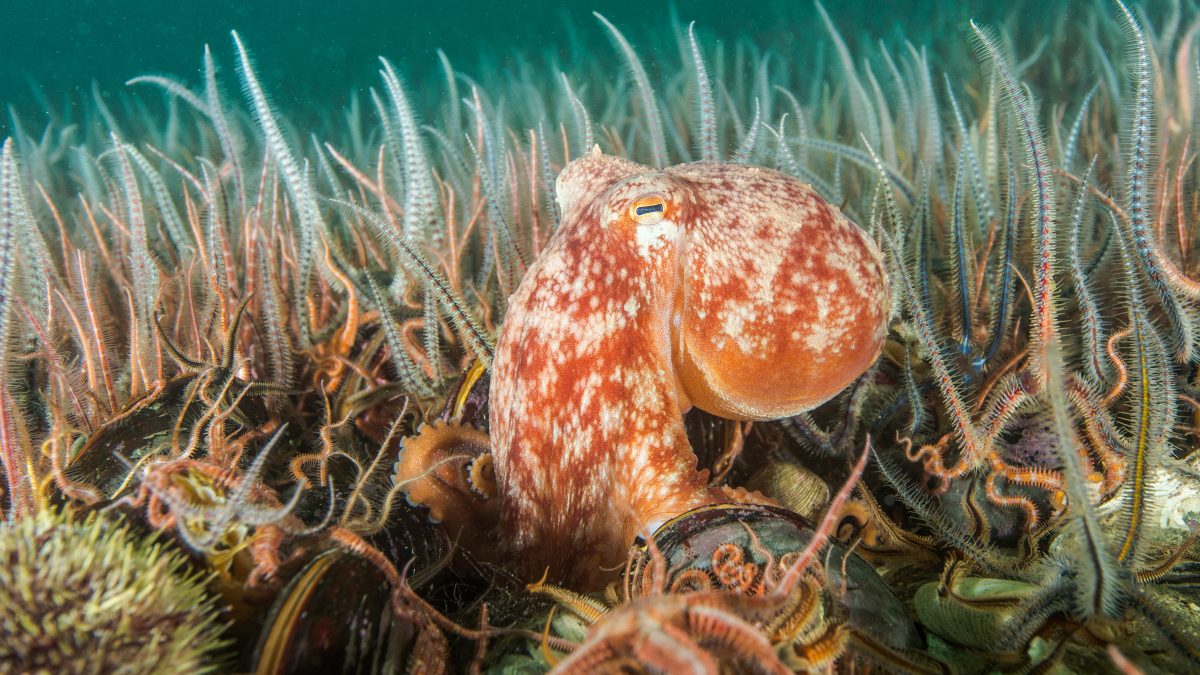 A healthy seafloor ecosystem with an octopus amongst the starfish