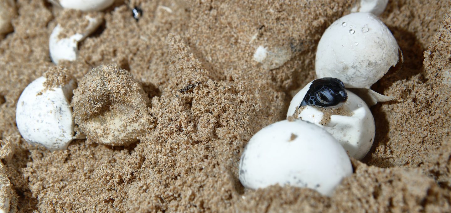 Bangkaru Island turtle egg