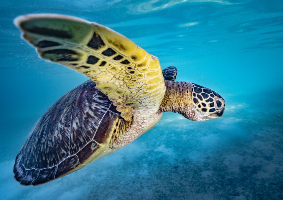 Bangkaru Island turtles underwater