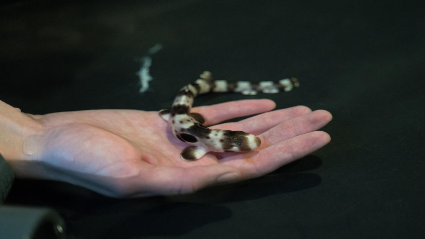 epaulette shark pups climate change
