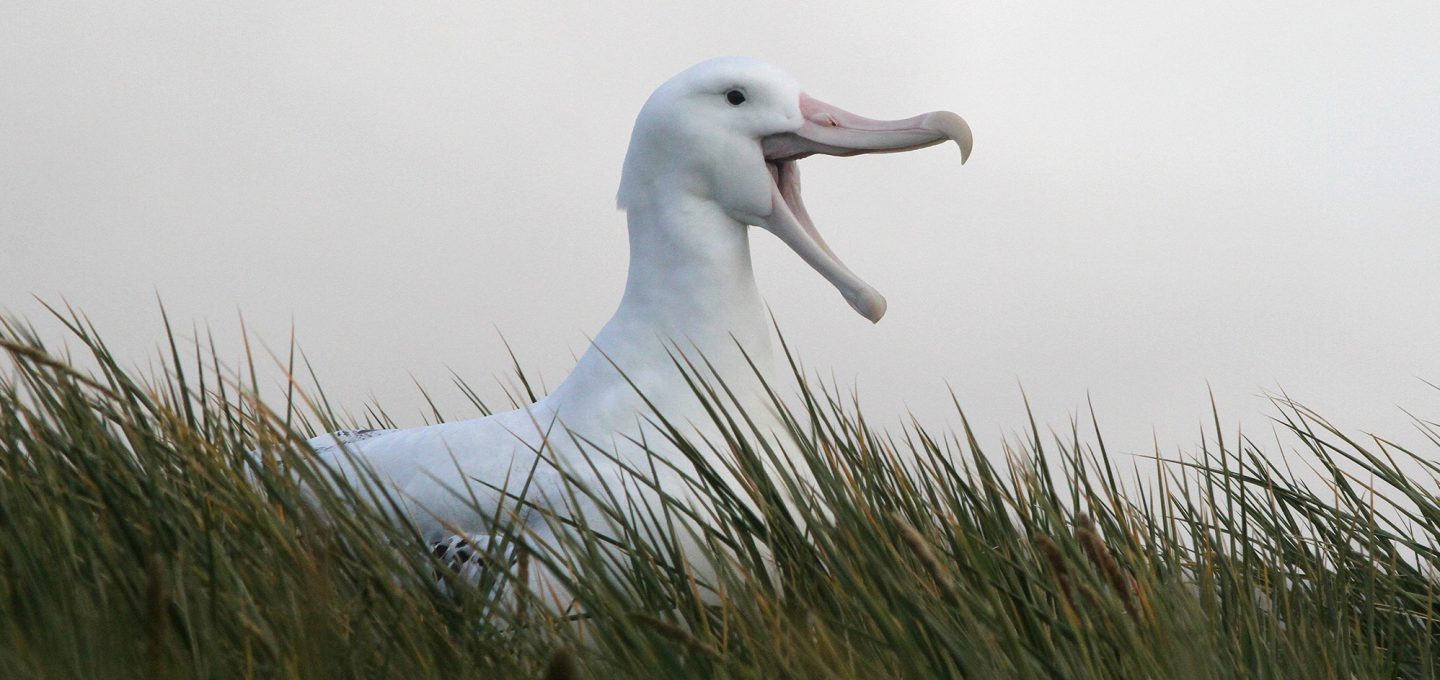wandering albatross