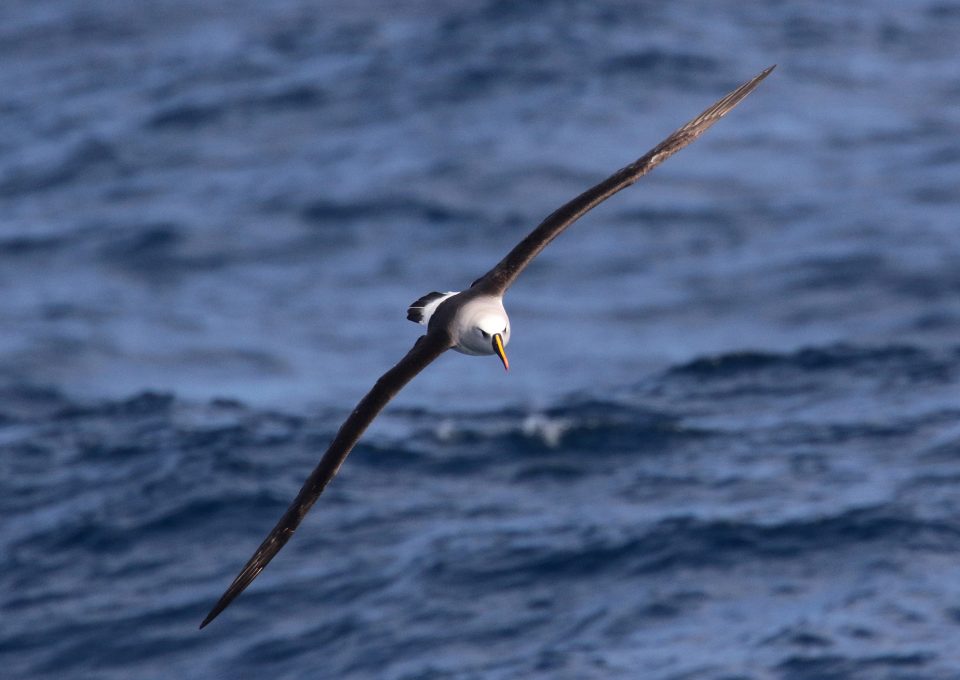 yellow-nosed albatross
