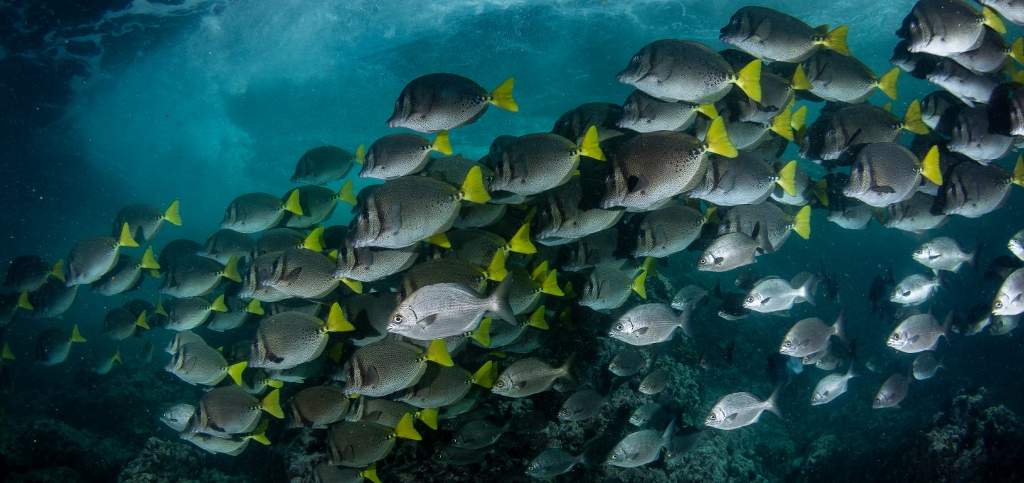 pocillopora coral reef diving yellowtail