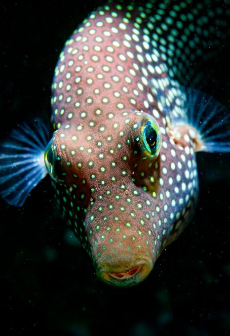 pocillopora coral reef diving underwater photography