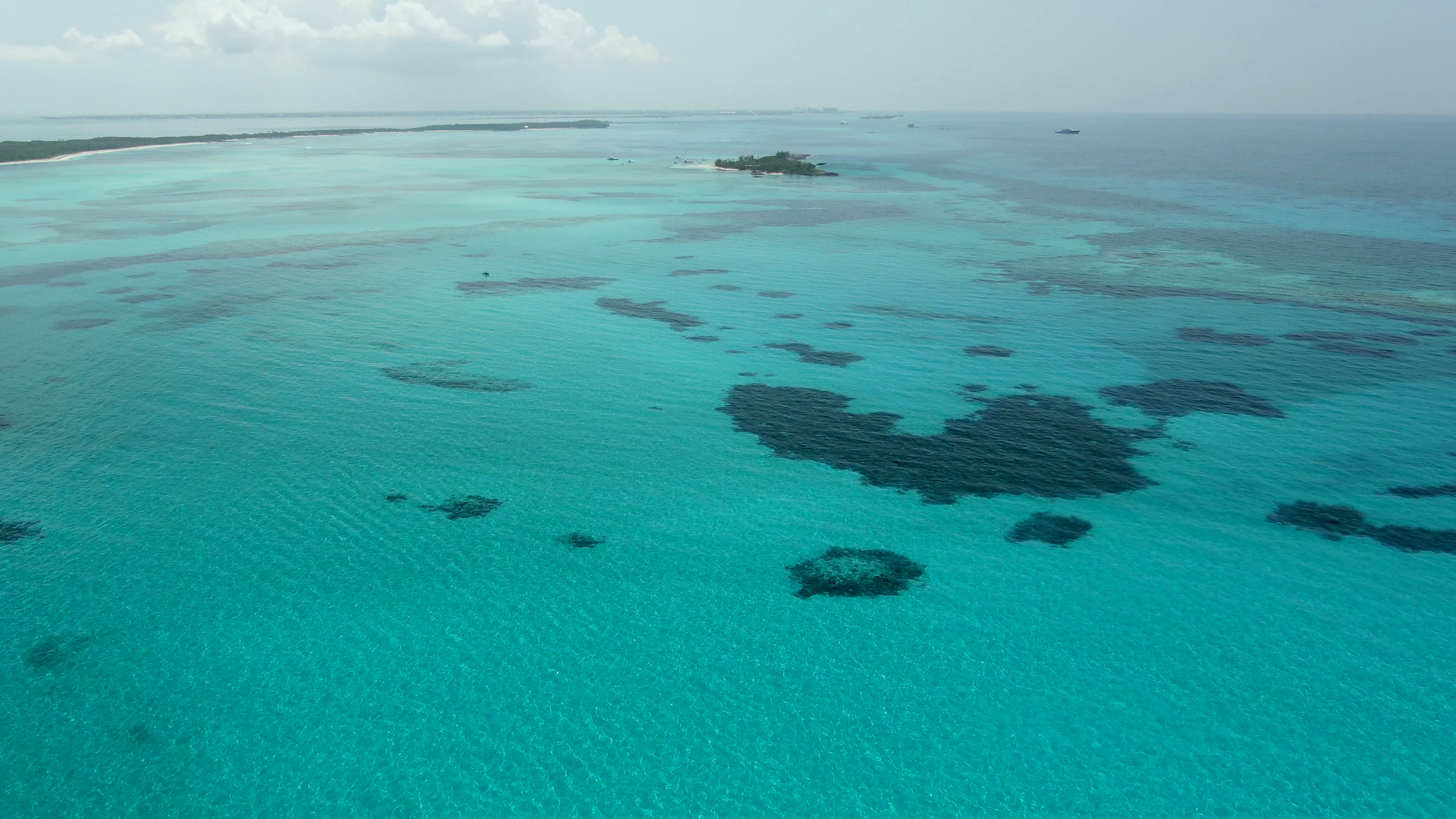 shark sanctuary Bahamas