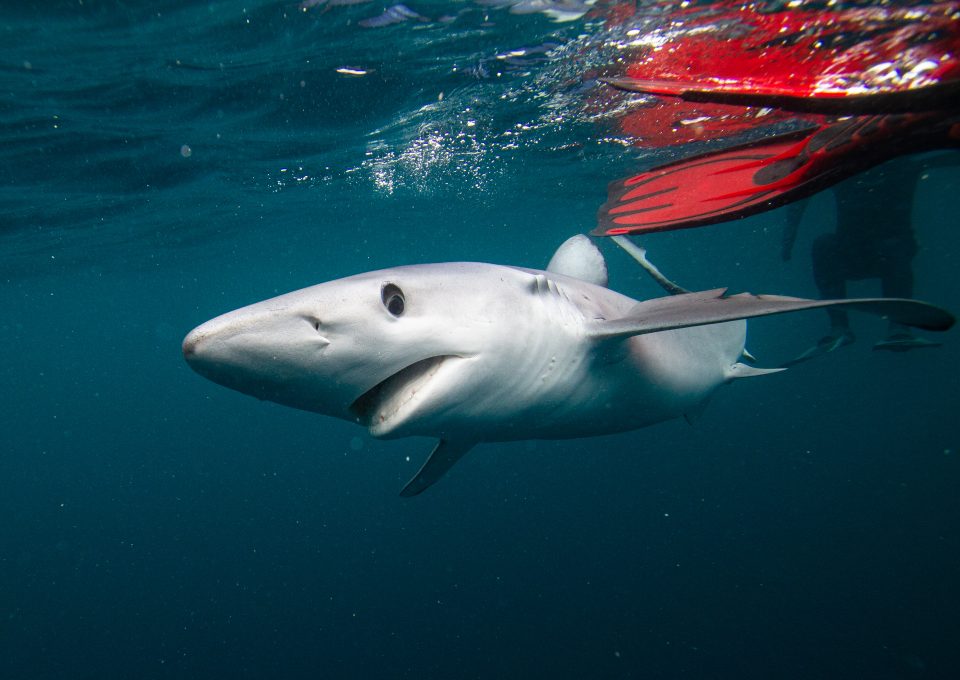 Celtic Deep Pembrokeshire marine megafauna