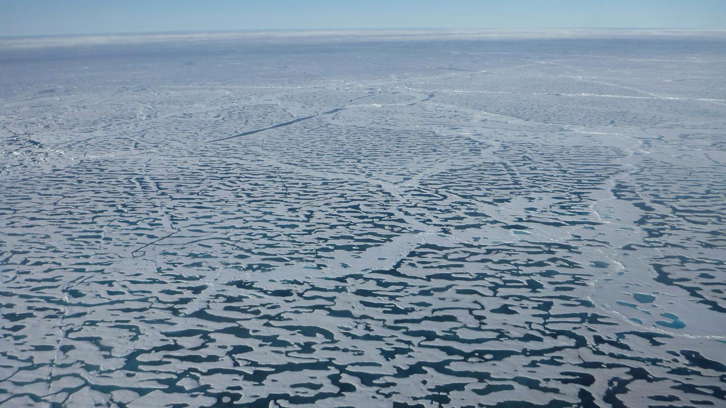 Arctic sea ice algae
