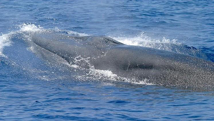 Rice’s whale discovery gulf of mexico