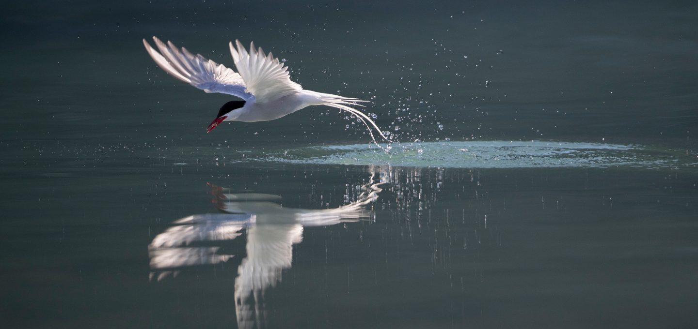 Richard Sidey Galexiid Arcti Tern