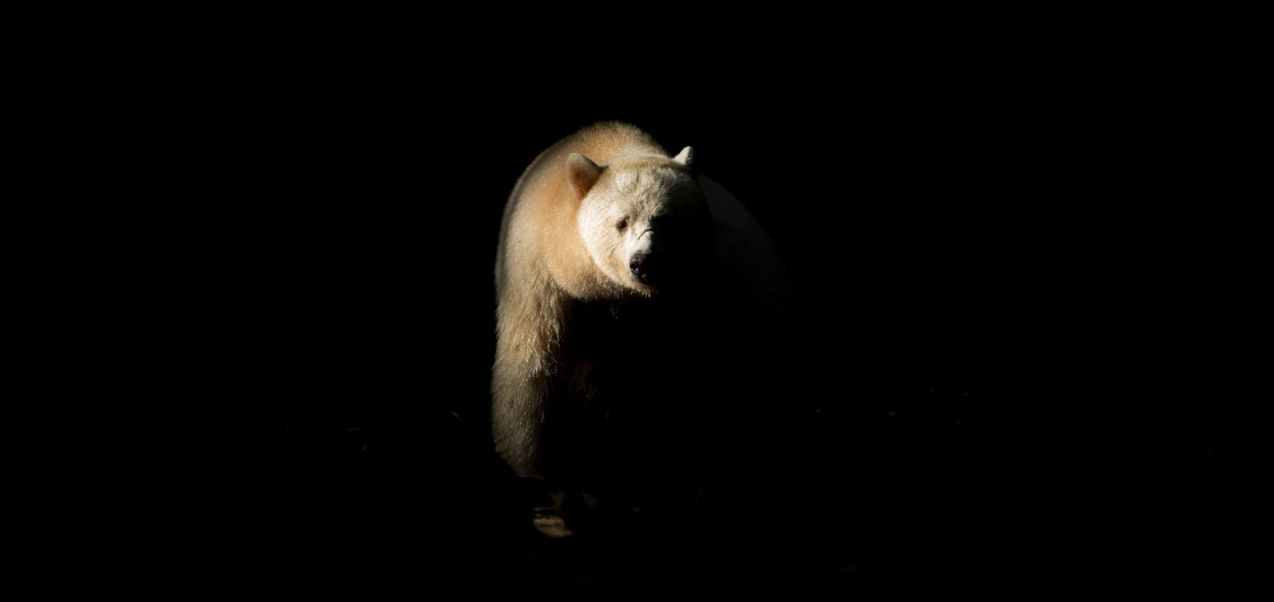 Richard Sidey Galexiid spirit bear