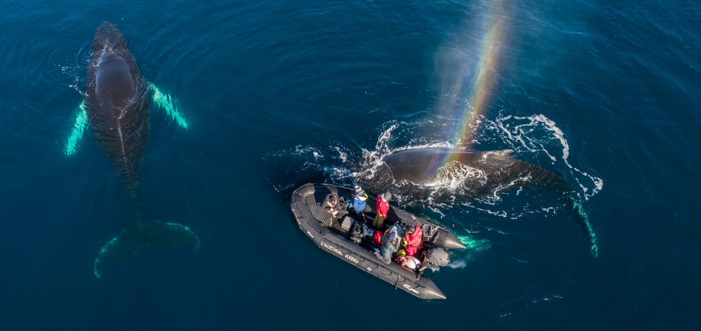 Richard Sidey Galexiid humpbacks