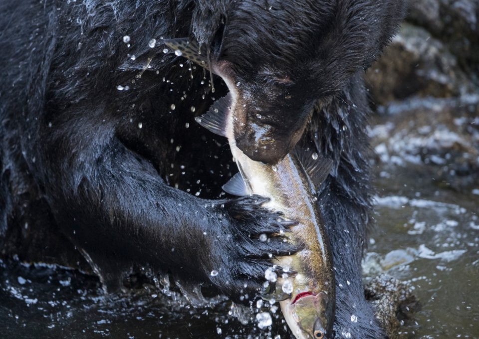 Richard Sidey Galexiid black bear