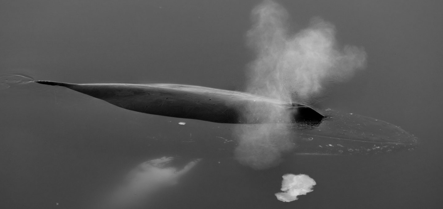 Richard Sidey Galexiid whale