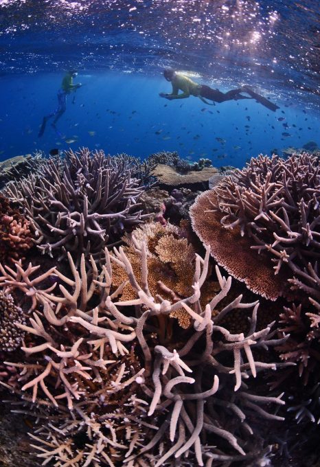 Great Reef Census Citizens of the Great Barrier Reef kangaroo reef