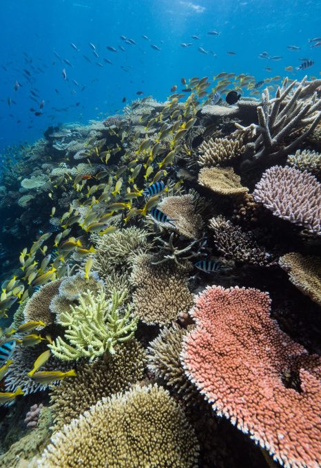 Great Reef Census Citizens of the Great Barrier Reef