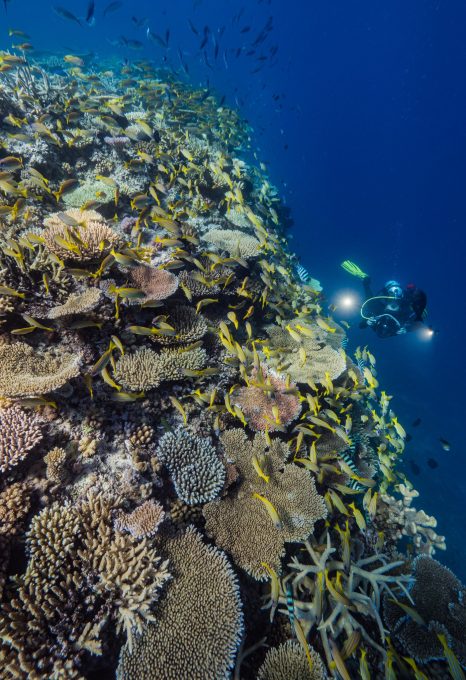 Great Reef Census Citizens of the Great Barrier Reef