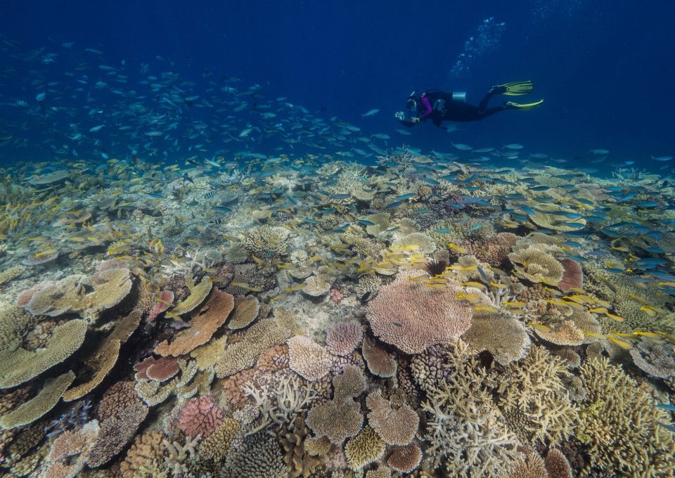 Great Reef Census Citizens of the Great Barrier Reef ribbon