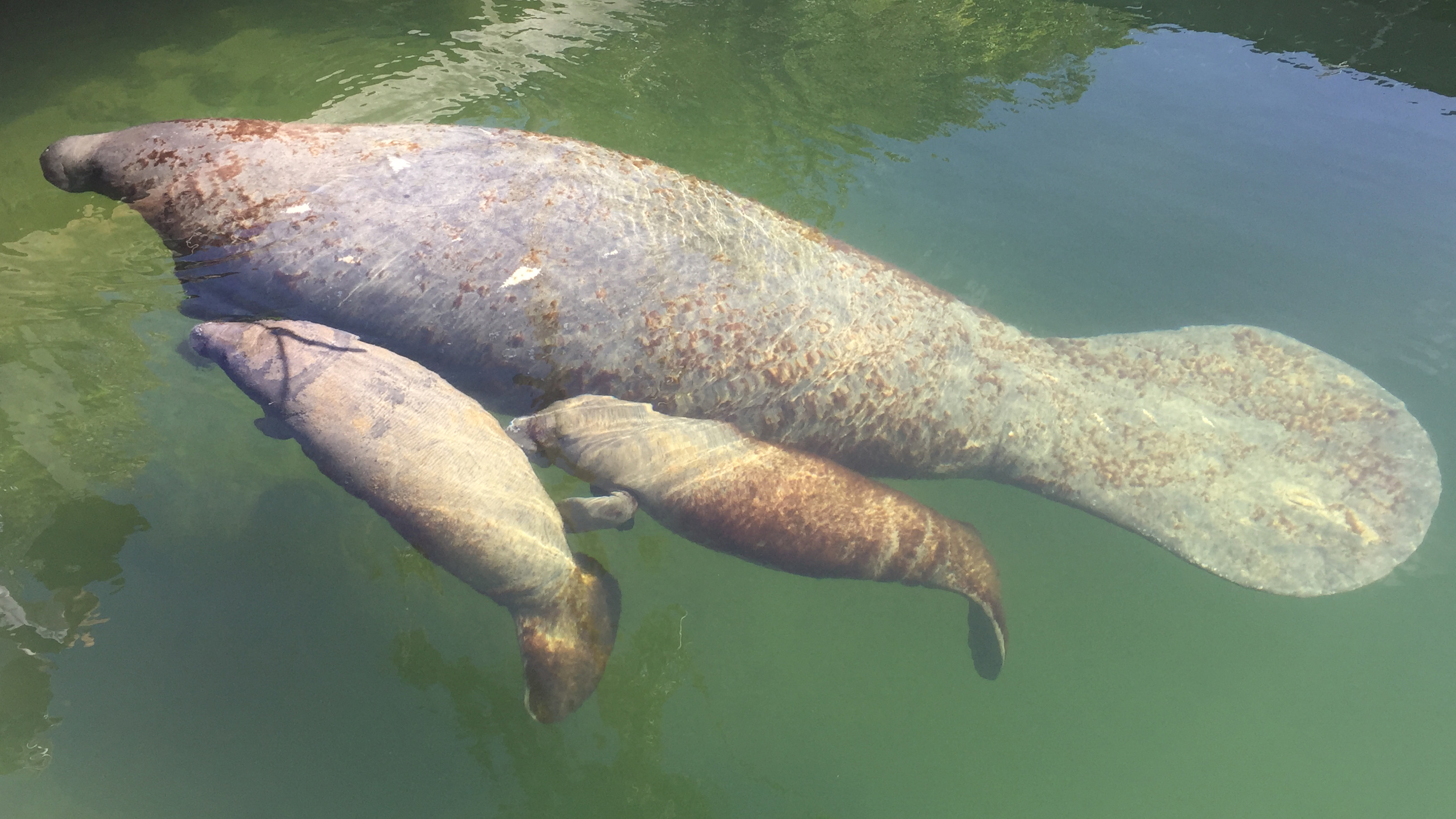 Florida manatees