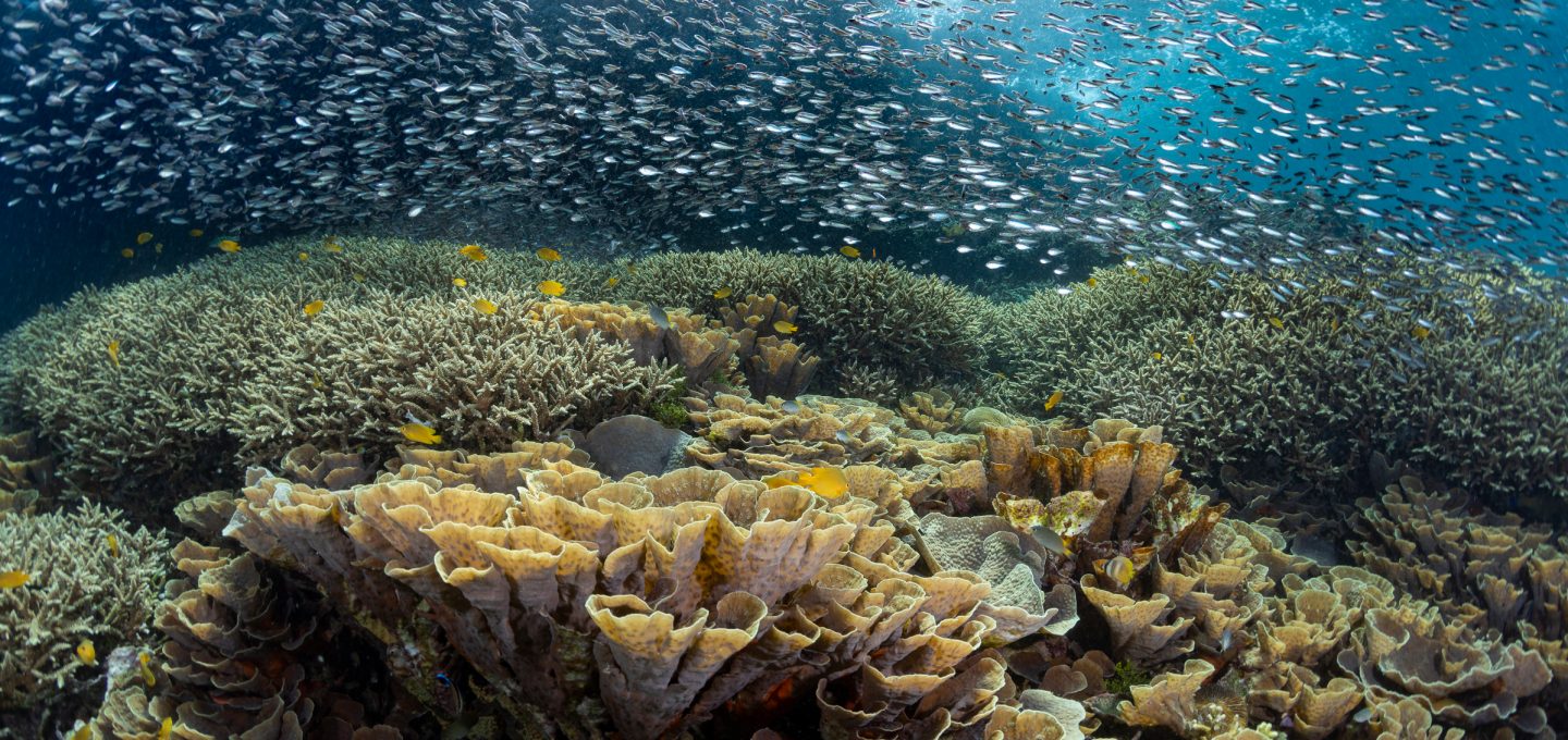 Erik Lucas reef