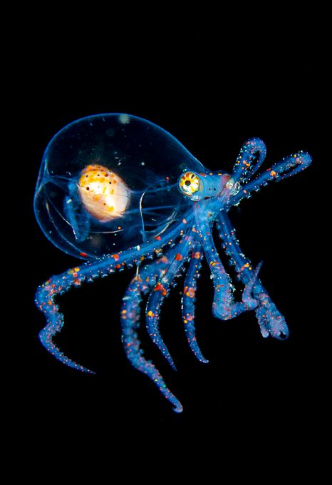 Erik Lucas Lembeh Strait Indonesia