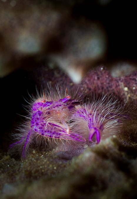 Erik Lucas crab
