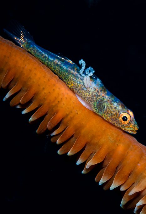 Erik Lucas Lembeh Strait Indonesia fish