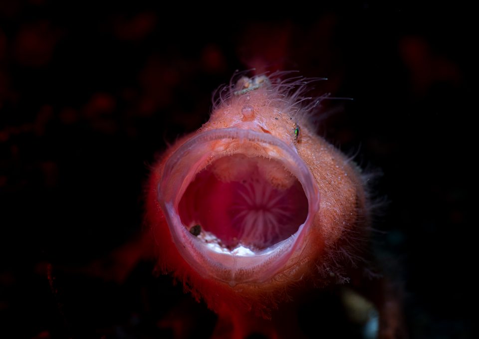 Erik Lucas Lembeh Strait Indonesia