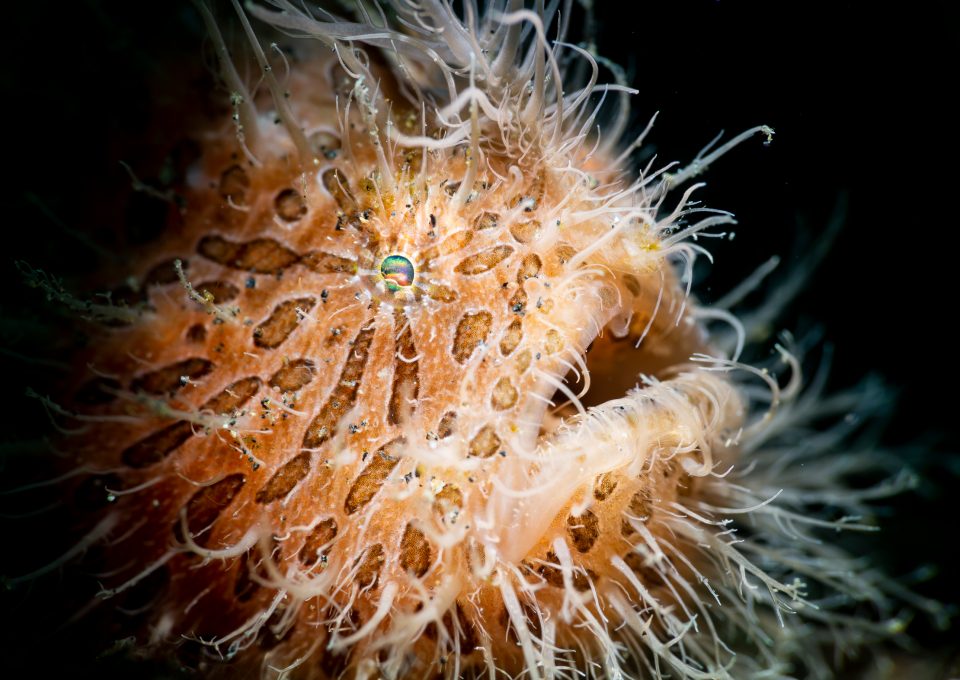 Erik Lucas frogfish