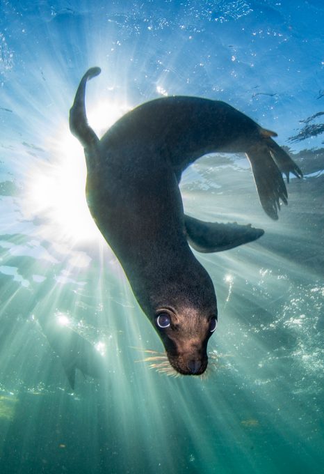 Seal