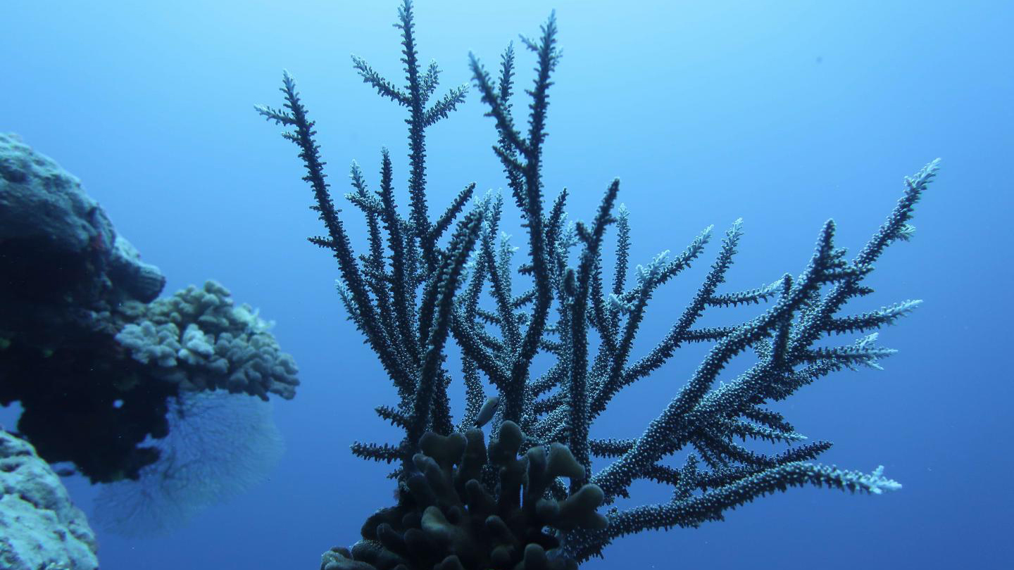 Pacific Ocean coral count