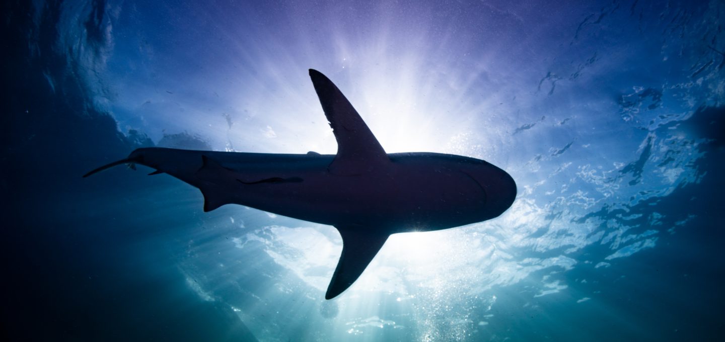 underwater photo sharks