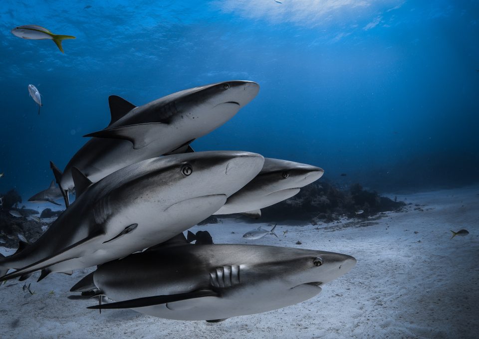 Bahamas sharks