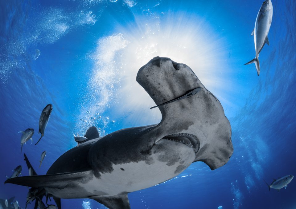 hammerhead shark