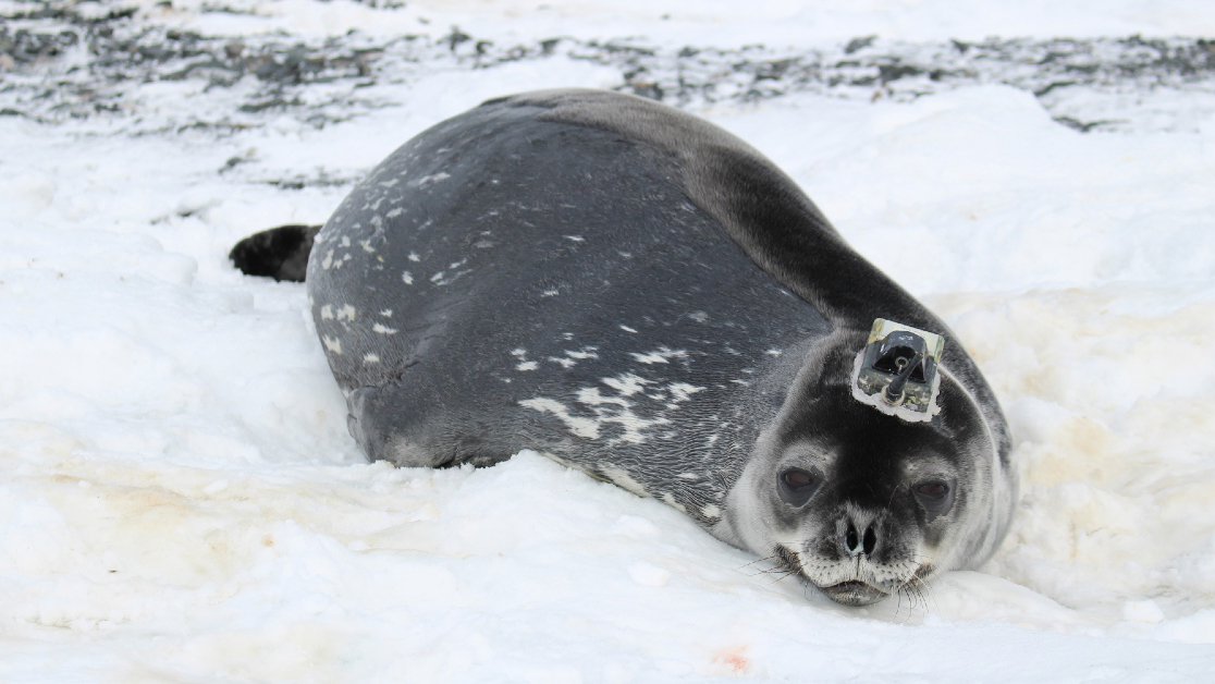 Antarctica seal meltwater