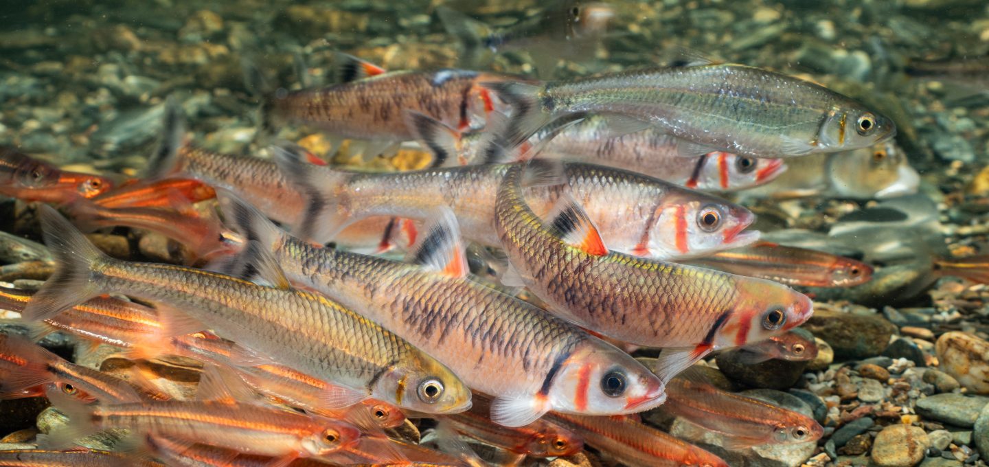 freshwater ecosystems USA