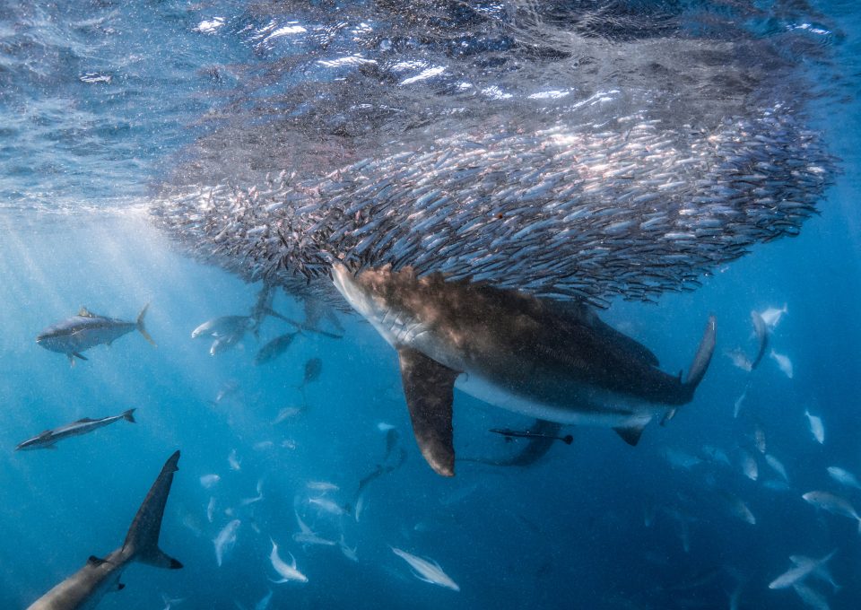 whaleshark