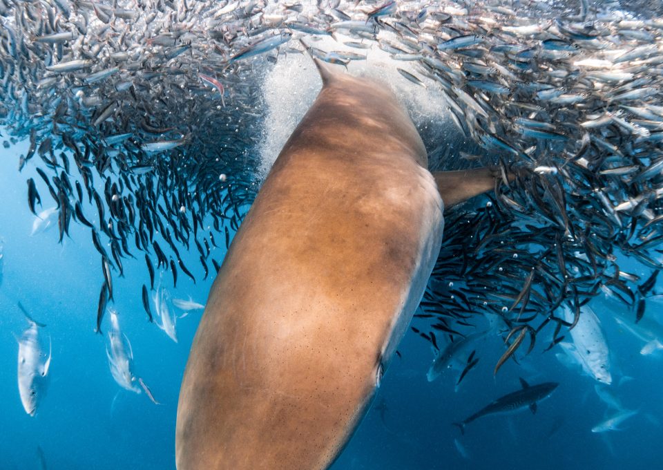 underwater photographer