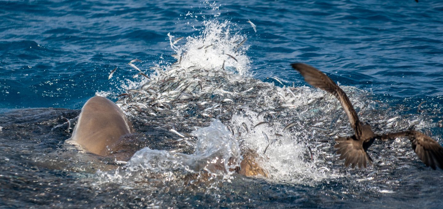 sharks feeding