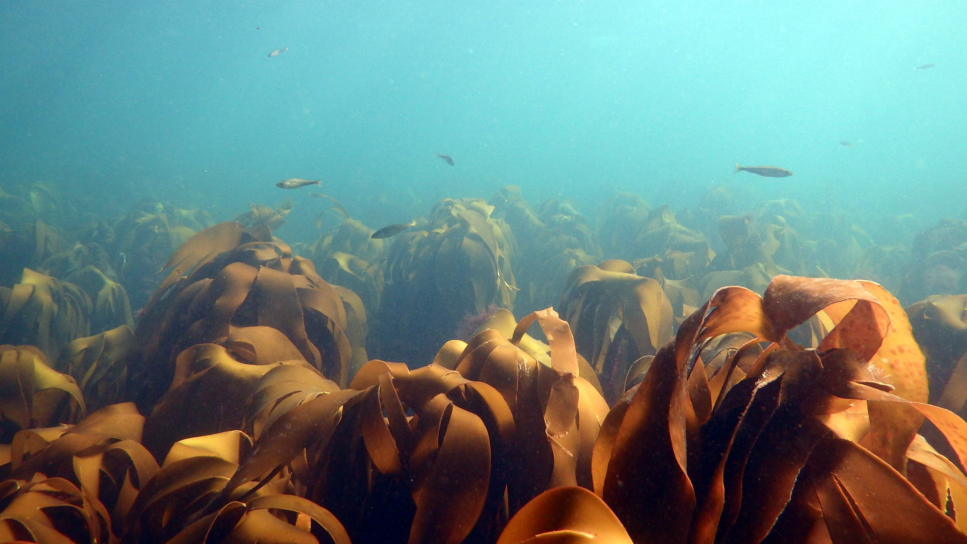 kelp forests